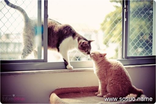 �μ�С����¥������ʬ��,�����μ�С����¥������ʬ��