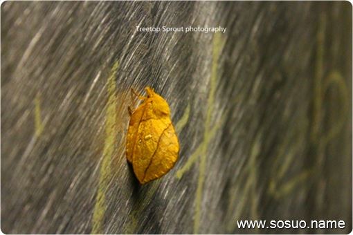 �μ�Ů���Լ�ͷ���ó�,�����μ�Ů���Լ�ͷ���ó�