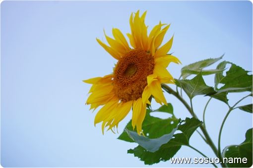 �μ�ƻ����������ƻ��,�����μ�ƻ����������ƻ��