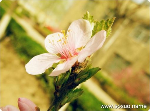 �μ�ɩ��˵�����Լ��ؼ���,�����μ�ɩ��˵�����Լ��ؼ���