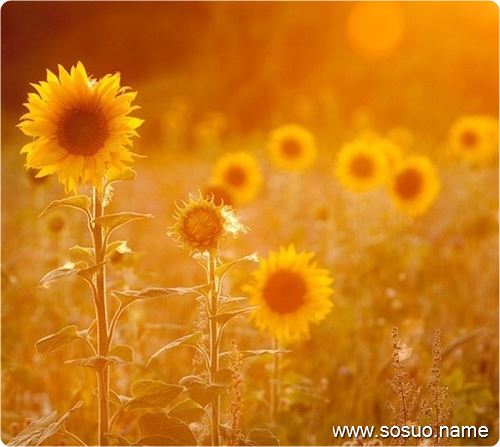 �μ���ƭ�Ի�,�����μ���ƭ�Ի�