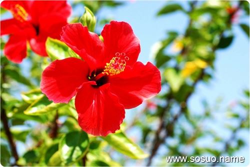 �μ�����ܶ�������,�����μ�����ܶ�������