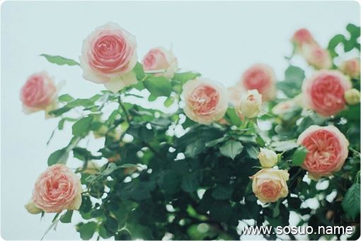 �μ�������ҩ��û�ҵ�,�����μ�������ҩ��û�ҵ�