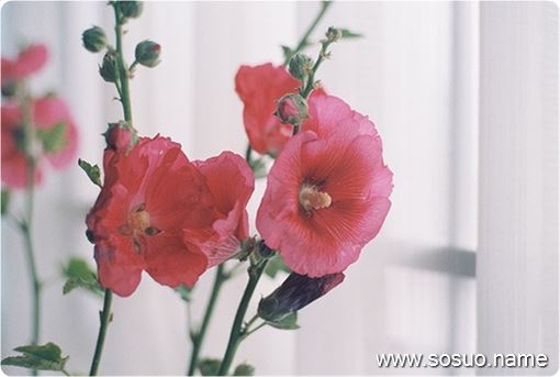 �μ����͵ܵ�˵��,�����μ����͵ܵ�˵��