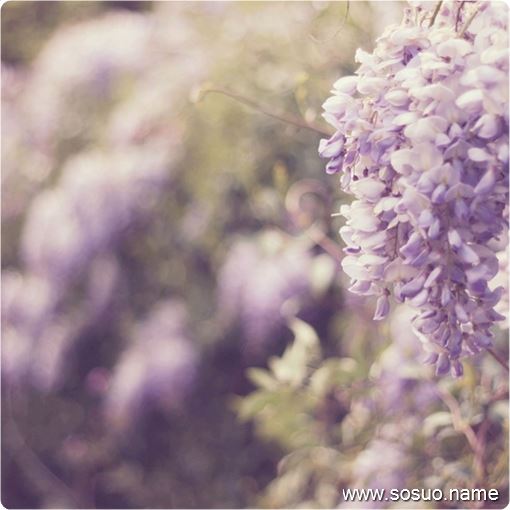 �μ�����������ƹ�,�����μ�����������ƹ�
