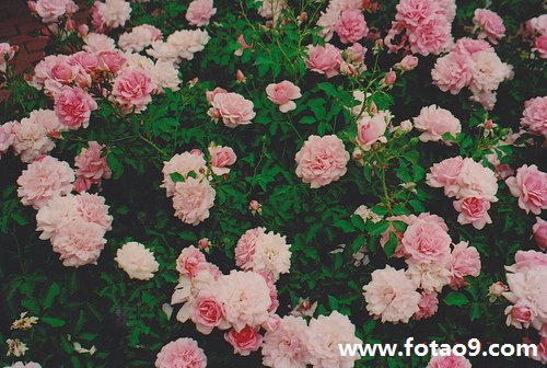 梦境之谜，梦见死人家开满院鲜花的深层含义解析