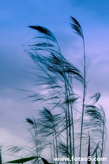 梦见怀孕的人捡金戒指自己戴上好不好?