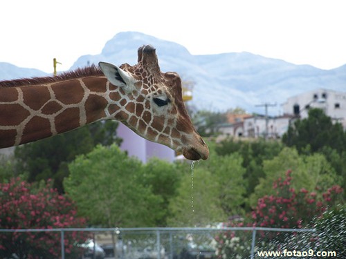 梦见过河时河水涨水避水意味着什么?