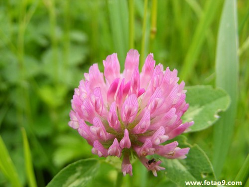 孕妇梦见水牛追是胎梦吗是什么意思?