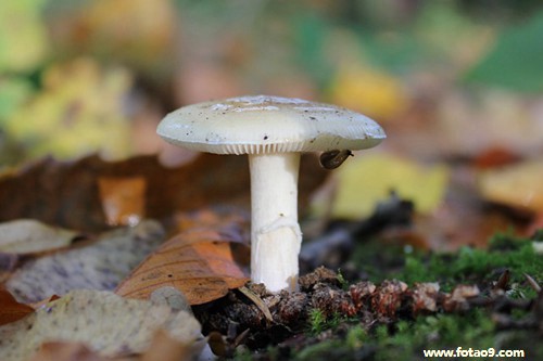 梦见穿皮鞋两只鞋跟都掉了意味着什么?