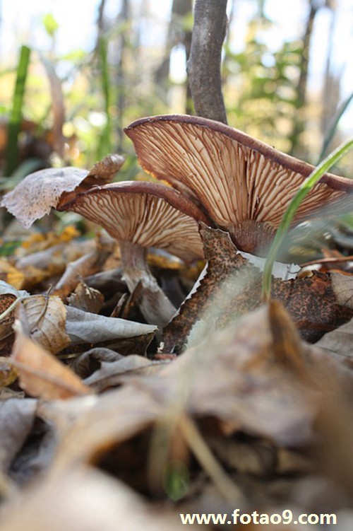 梦见救出落入粪坑人代表什么?