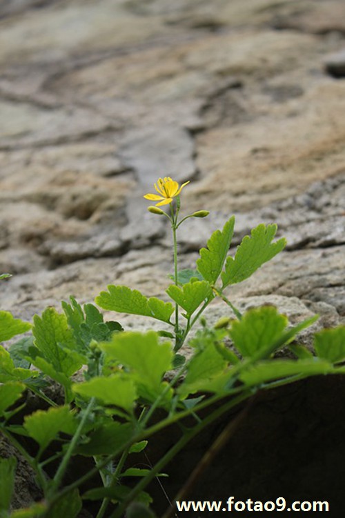 梦见又白又胖的尸体在上升意味着什么?