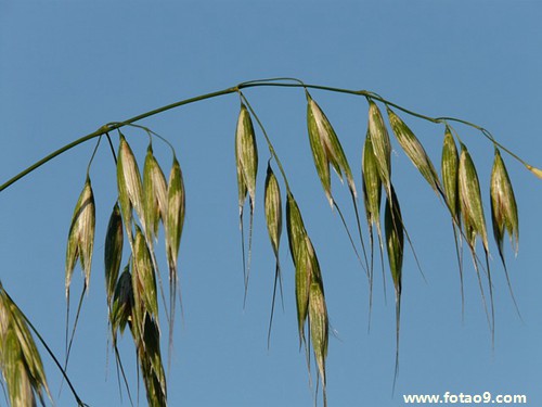 梦见猫尾巴断还没死是怎么回事?