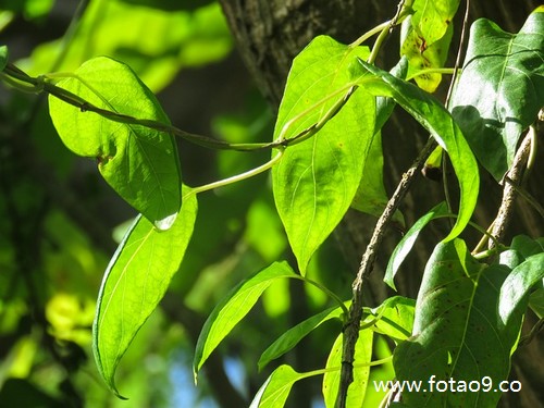 梦见杀死啦几只猫的含义