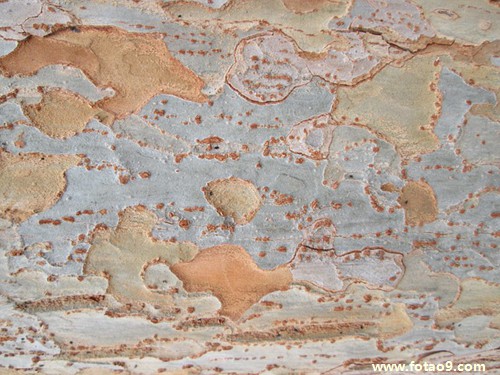 周公解梦查询_佛滔算命网