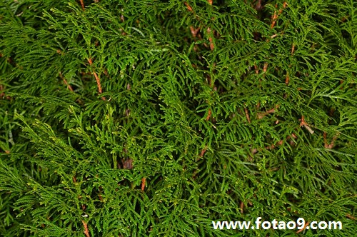 梦见打着伞跳舞是什么意思?