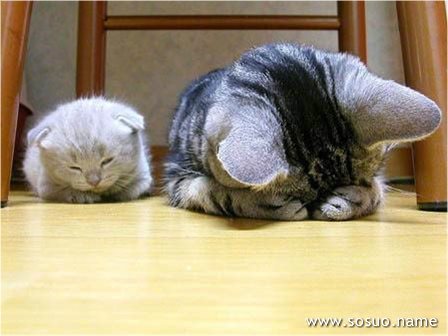 梦见吃猫肉