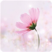 ���Ƿ��һ����µ��Ϊ