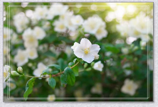 �μ��ְ�