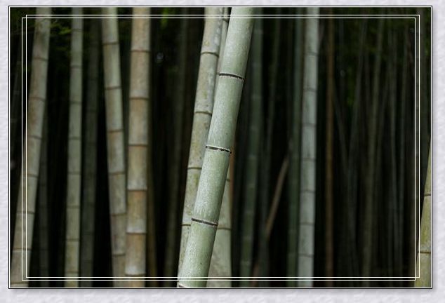 梦见蛇与独角兽 梦见蛇与独角兽
