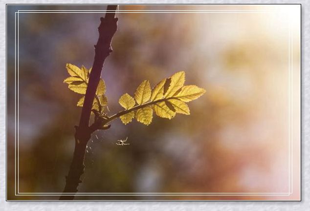 �μ����ݵ�