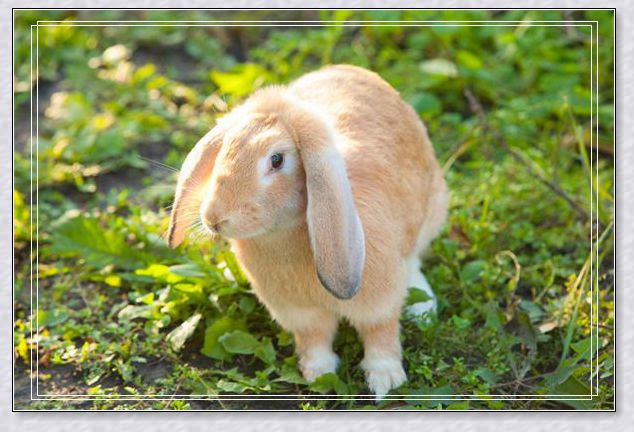 �μ�������Ƥ���ܵ�����