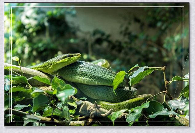 �μ���һ��Ů��׷����
