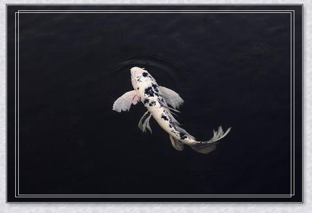 �μ����Ѹ߿�
